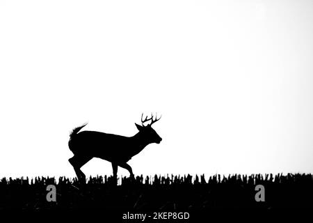 Capriolo dalla coda bianca (odocoileus virginianus) silhouette in un campo di mais del Wisconsin, orizzontale Foto Stock