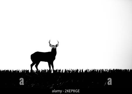 Capriolo dalla coda bianca (odocoileus virginianus) silhouette in un campo di mais del Wisconsin, orizzontale Foto Stock