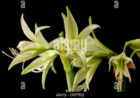 "Evergreen" Hippeastrum, Amaryllis (Hippeastrum x hortorum) Foto Stock