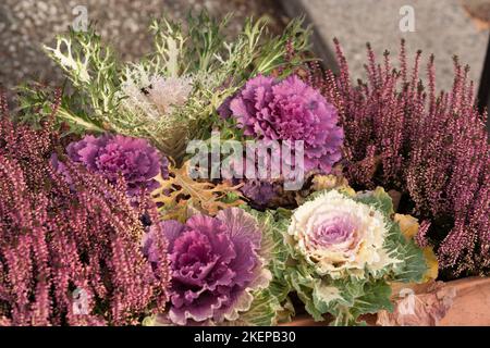 Kale ornamentale, Prydnadskål (Brassica oleracea var. Acephala) Foto Stock