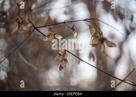 vista sfocata dei fiori secchi e dell'erba, con le lenti che sfolgorano lo sfondo del cielo offuscato da helios lens . Foto di alta qualità Foto Stock