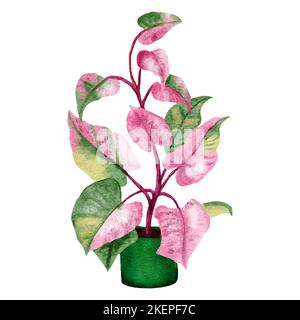 Illustrazione disegnata a mano di acquerello di philodendron rosa principessa houseplant, foglie verdi rosa vaso pianta fiore, foglie tropicali fogliame, varietà costosa. Giungla urbana natura amanti specie erba Foto Stock