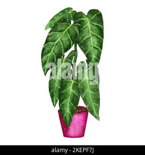 Illustrazione disegnata a mano dell'acquerello di philodendron melanochrysum houseplant, foglie verdi fiore rosa della pianta della pentola, foglie tropicali del fogliame, varietà costosa. Giungla urbana natura amanti specie erba Foto Stock