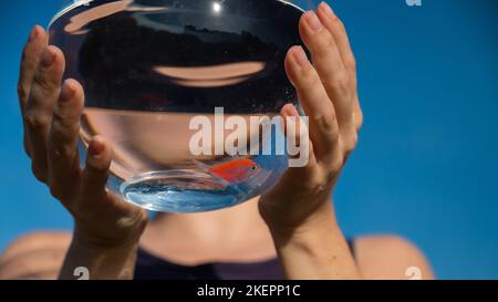 Donna che tiene un acquario rotondo con pesci oro su sfondo cielo blu. Foto Stock