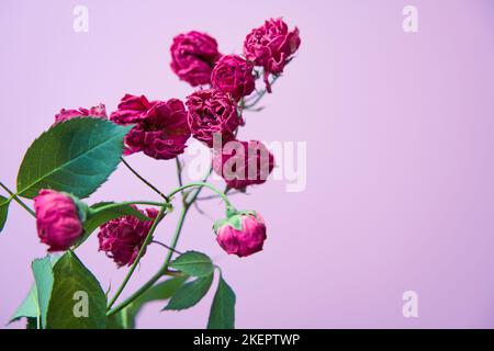 Ramo di rose secche sullo sfondo di colore rosa. Foto Stock