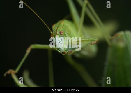 Primo piano frontale su un bush-Cricket verde brillante, Phaneroptera falcata nella vegetazione contro uno sfondo scuro Foto Stock