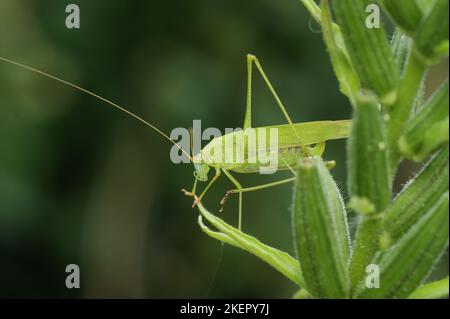 Primo piano naturale su un cricket bush-cricket verde brillante, Phaneroptera falcata nella vegetazione Foto Stock