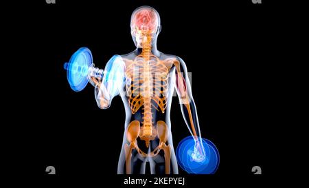 Illustrazione 3D di un'anatomia di un uomo radiogeno I bicipiti ricci Foto Stock