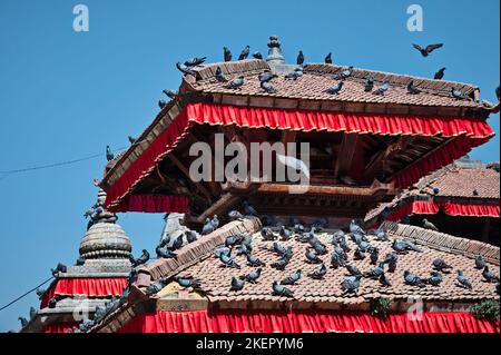 Gruppo di piccioni sul tetto del tempio in piazza Durbar a Kathmandu, Nepal Foto Stock