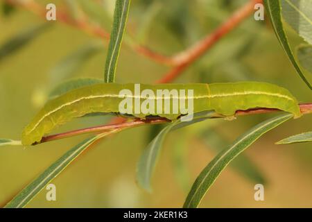 Primo piano naturale su un colorato bruco verde della falce di Herald, Scoliopteryx libatrix seduto sulla foglia di Salix Foto Stock