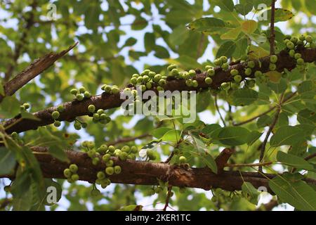 Ficus racemosa, comunemente noto come grappolo fico albero o Gular Foto Stock