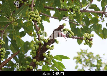 Ficus racemosa, comunemente noto come grappolo fico albero o Gular Foto Stock