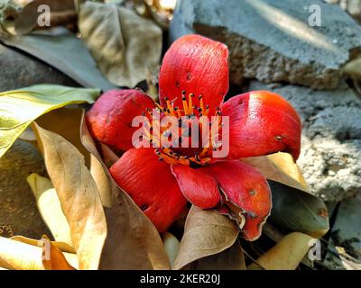 fiore di albero di cotone rosso (bombax ceiba) Foto Stock