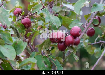 Malus 'Harry Baker', Malus x robusta 'Harry Baker, mela di granchio 'Harry Baker' frutti rosso-viola scuro, settembre Foto Stock