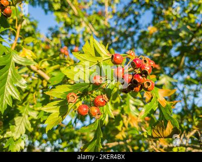Bacche di biancospino su un ramo nella stagione autunnale. Foto Stock