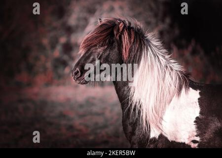 Cavallo islandese ritratto Foto Stock