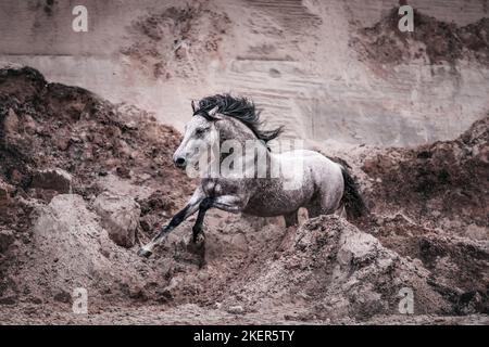 Pura Raza Española Foto Stock