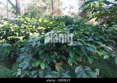 una collezione di alberi di caffè fresche foglie verdi Foto Stock