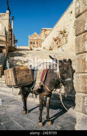 Asino del pulitore di strada in attesa del suo proprietario, Mardin, Turchia Foto Stock