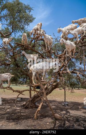 Gli alberi di Argan e le capre in Marocco. Foto Stock