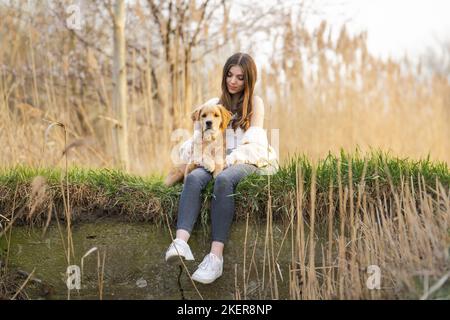 Giovani Golden Retriever Foto Stock