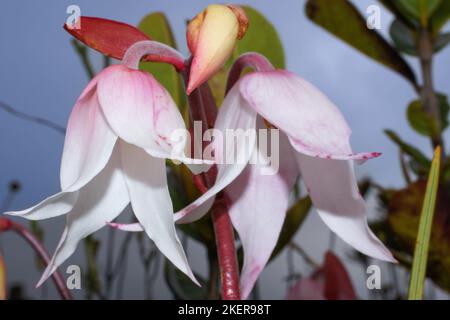 Heliamphora pulchella, fiori bianchi della pianta carnivora in habitat naturale, Amuri Tepui, Venezuela Foto Stock