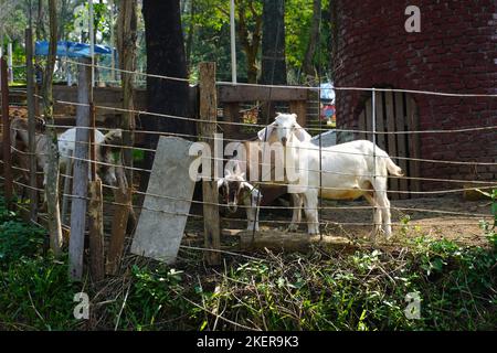 primo piano carino cornuta capra bianca in fattoria è in attesa di cibo Foto Stock