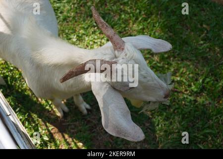 primo piano carino cornuta capra bianca in fattoria è in attesa di cibo Foto Stock