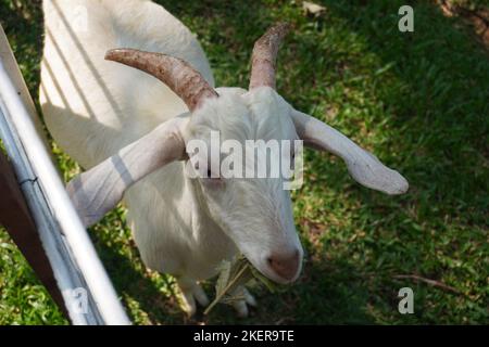 primo piano carino cornuta capra bianca in fattoria è in attesa di cibo Foto Stock