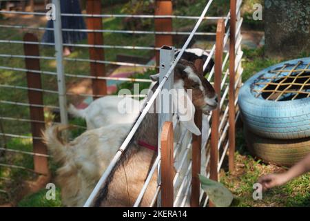 primo piano carino cornuta capra bianca in fattoria è in attesa di cibo Foto Stock