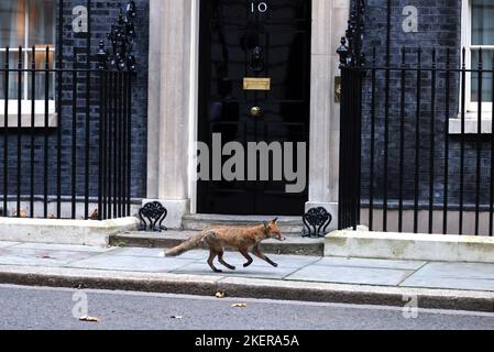 Londra, Regno Unito. 13th Nov 2022. Una volpe passa oltre il numero 10 Downing Street, prima della domenica di ricordo al Cenotaph Domenica 13 novembre 2022. Credit: Paul Marriott/Alamy Live News Foto Stock