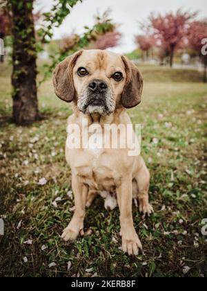 seduta di Puggle Foto Stock