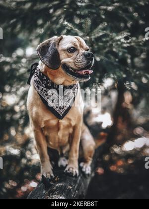 seduta di Puggle Foto Stock