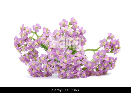 Fiori di yarrow rosa isolati su sfondo bianco Foto Stock