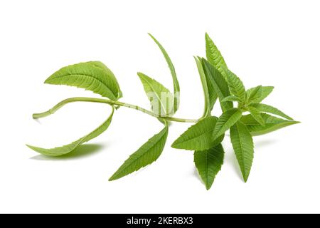 Limone verbena sprig isolato su sfondo bianco Foto Stock