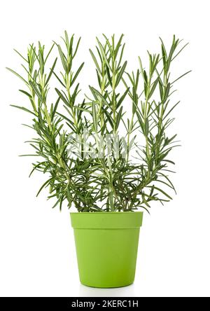 Il rosmarino piante in vaso isolato su sfondo bianco Foto Stock