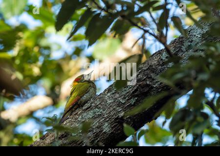 Minore yellownape o Picus chlorolophus picchio uccello arroccato sul ramo ai piedi della foresta di himalaya uttarakhand india asia Foto Stock