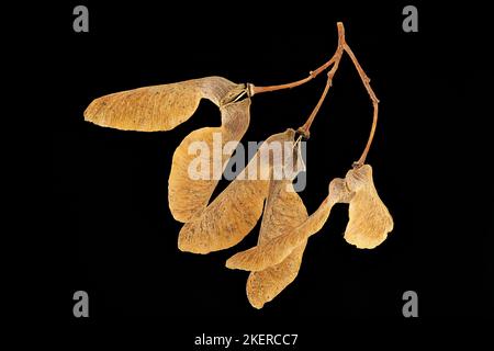 Acer buergerianum, acero tridente, Dreispitz-Ahorn, primo piano, frutta (samara) Foto Stock