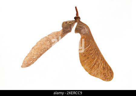 Acer buergerianum, acero tridente, Dreispitz-Ahorn, primo piano, frutta (samara) Foto Stock