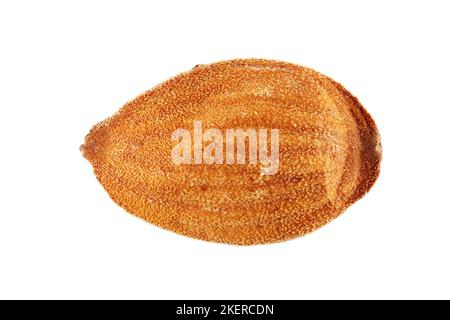 Prunus persica, Peach, Pfirsich, primo piano, semi, 14-17 mm di lunghezza Foto Stock