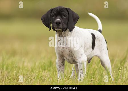 Puntatore inglese Puppy Foto Stock