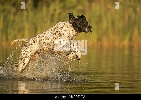 Puntatore inglese in esecuzione Foto Stock