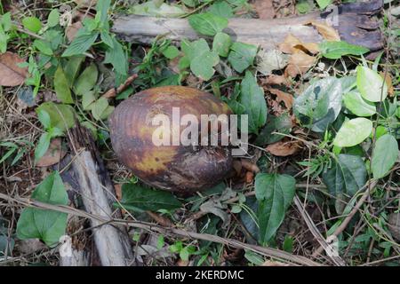 Un cocco completamente maturato e caduto (Cocos Nucifera) su erboso zona selvaggia Foto Stock