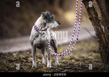 Schnauzer standard Foto Stock