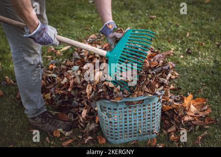 Lavori autunnali in giardino. Rastrellando foglie colorate da alberi da frutto che sono caduti sull'erba. Ottobre, novembre lavoro. Pulizia del baffo giardino Foto Stock