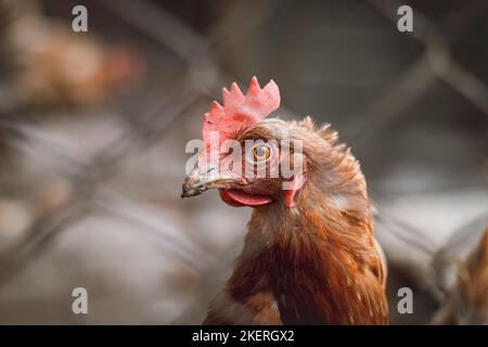 L'espressione stupefatto di una gallina d'arancia casalinga che chiede dove si trova il vostro cibo. Il volto divertente di un uccello senza volanti. Gallus gallus domesticus. Foto Stock