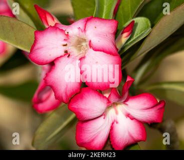 I fiori brillanti del giglio di Impala, o Rosa del deserto, emergono durante le profondità dell'inverno nel bush asciutto. Foto Stock