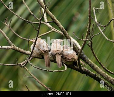 Tre piccoli nella giungla (Turdoides striata), arroccati su un albero morto e accoccolati insieme a Mangalore, India. Foto Stock