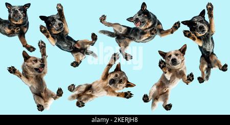 Australian Cattle Dog dal basso Foto Stock