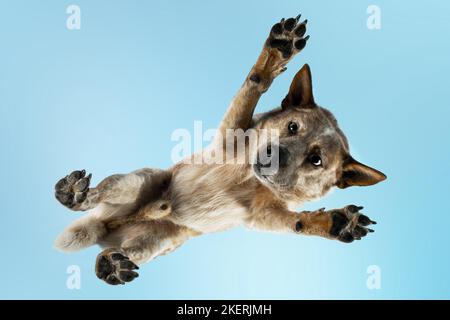Australian Cattle Dog dal basso Foto Stock